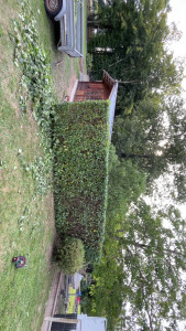 Photo de galerie - Taille d’une haie de charmille 