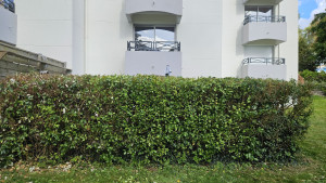 Photo de galerie - Taille de haies et d'arbustes