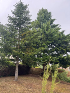 Photo de galerie - Abattage d’arbres, nettoyage de terrain et tendre de haie