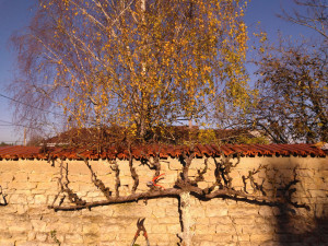 Photo de galerie - Taille fructification pommier cordon double.