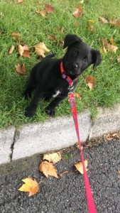 Photo de galerie - Promenade + garde