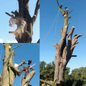 Photo de galerie - Elagage et coupe d'arbres