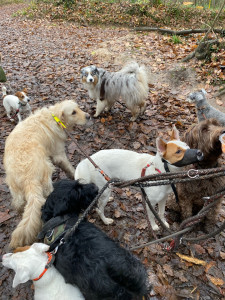 Photo de galerie - Garde chien