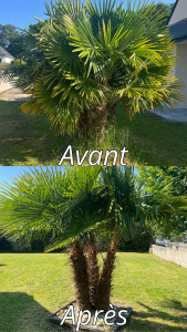 Photo de galerie - Nettoyage et taille d’un palmier 