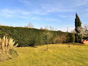 Photo de galerie - Haie de sapin 