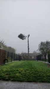 Photo de galerie - Abattage Sapin