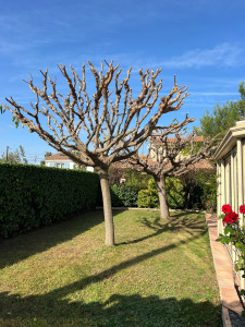 Photo de galerie - Elagage et coupe d'arbres