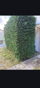 Photo de galerie - Avant Abattage Haie 