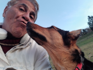 Photo de galerie - Melange de malinois, elle est tres calinne