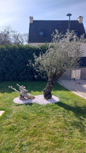 Photo de galerie - Mise en valeur d'un Olivier devant une terrasse 