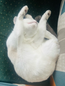 Photo de galerie - Je garde les animaux à mon domicile 