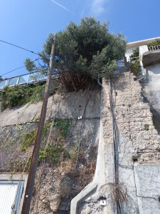 Photo de galerie - Abattage arbre en hauteur, avant coupe 
