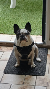 Photo de galerie - Adorable Maggie !
