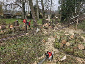 Photo de galerie - Coupe d arbre  