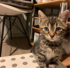 Photo de galerie - Tigresse un chaton femelle que j’ai gardé pendant 2 mois