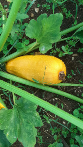 Photo de galerie - Désherbage manuel, soins des semis et cueillette. nettoyage des légumes et mise en sachets de congélation. 