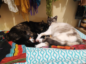 Photo de galerie - Mes deux minettes pour lesquelles je cherche une gardienne . Merci 