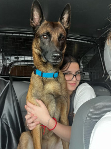 Photo de galerie - Garde de chien 