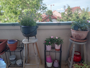 Photo de galerie - Main verte, je prendrai soin de vos plantes à mon domicile ou proche du Parc Millet à Achères 