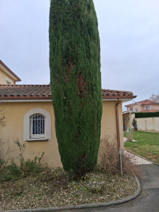 Photo de galerie - Taille de haies et d'arbustes