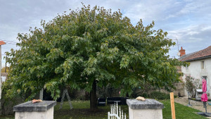 Photo de galerie - Mûrier platane avant taille