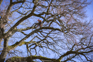 Photo de galerie - Elagage et coupe d'arbres