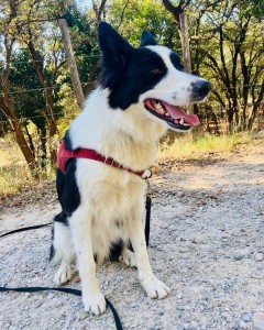 Photo de galerie - Garde chien