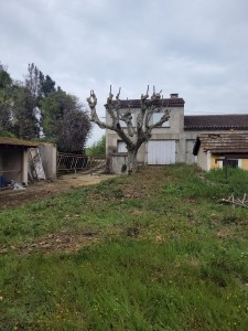 Photo de galerie - Taille d'un platane en tête de chat.