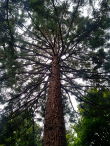 Photo de galerie - Nettoyage avec suppression des bois mort d'un majestueux Sequoia. 