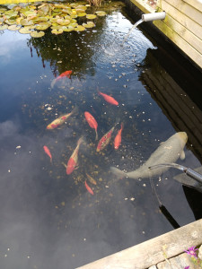 Photo de galerie - Nourrissage des carpes koï de Ciboulette et Praline. 