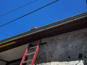 Photo de galerie - Cache moineau gouttière 