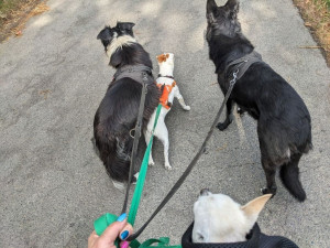 Photo de galerie - Team balade à la fraîche... 
Avec les fortes chaleurs, adoptons les sorties au rythme de nos compagnons.
Privilégier les promenades tôt le matin ou en soirée, lorsque les températures sont plus douces.....
