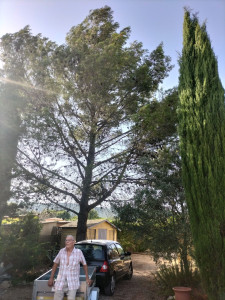 Photo de galerie - Abattage 