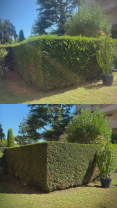 Photo de galerie - Taille de haie de cyprès 