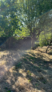 Photo de galerie - Tonte de pelouse - Débroussaillage