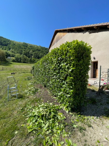Photo de galerie - Taille de haie 