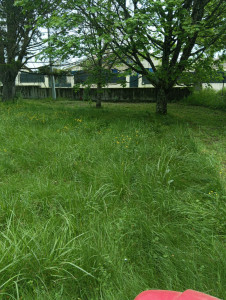 Photo de galerie - Tonte jardin en cour 