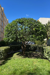 Photo de galerie - Taille Agrume 