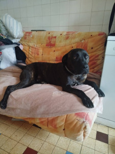 Photo de galerie - Momoa