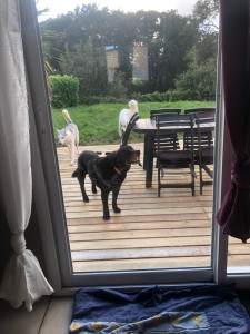 Photo de galerie - Labrador et golden retriever en garde à mon domicile avec mon husky très sociable 