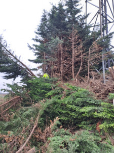 Photo de galerie - Elagage et coupe d'arbres