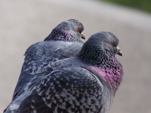 Photo de galerie - Photographe animalier amateur. Je peux photographier vos animaux et faire un peu de retouche Photo pour petit tarif. Je possède un bon appareil.