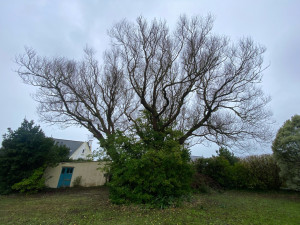 Photo de galerie - Élagage