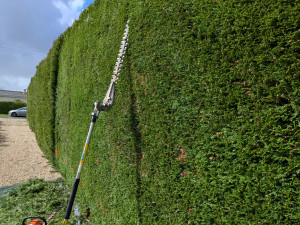 Photo de galerie - Une quarantaine de mètres de haie...