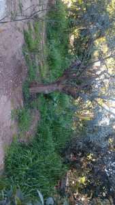 Photo de galerie - Paysagiste - Aménagement du jardin