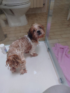 Photo de galerie - Soins animalier : shampoing ici pour ce petit Rex