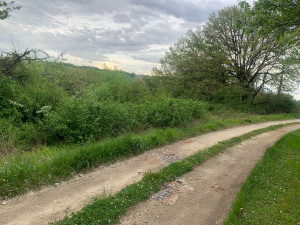 Photo de galerie - Tonte de pelouse - Débroussaillage