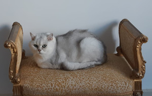 Photo de galerie - Garde chat