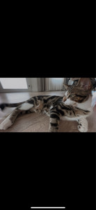 Photo de galerie - Chat