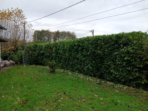 Photo de galerie - Taille de haies 